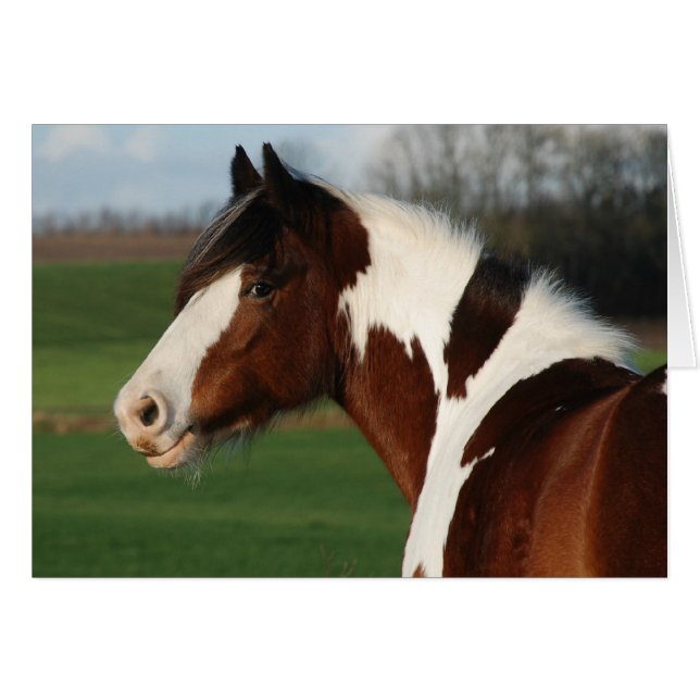 Egehojs Maj (Front Horizontal)