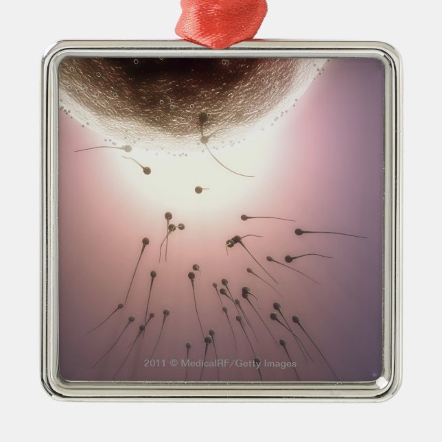Egg being fertilised by sperm metal tree decoration (Front)