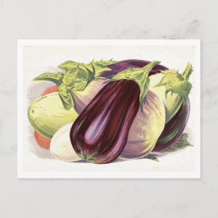 Eggplant Botanical Illustration Postcard