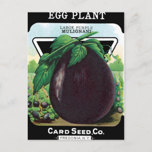 Eggplant Seed Packet Postcard