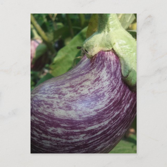 Eggplant Veggie Postcard (Front)