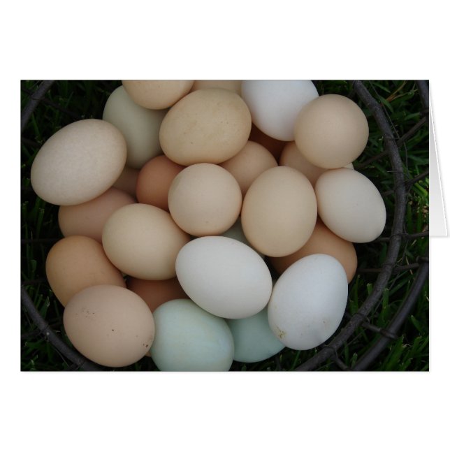 Eggs (Front Horizontal)