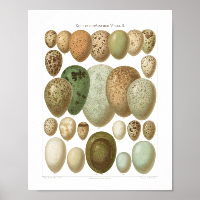 Eggs of European Birds 1800s Vintage Poster (Front)