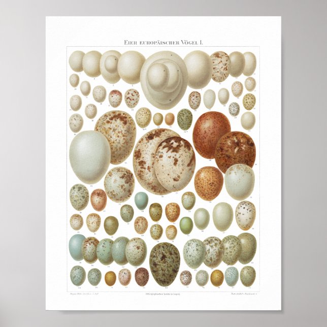 Eggs of European Birds 1800s Vintage Poster (Front)