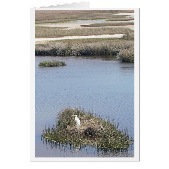 Egret At Home (Front)