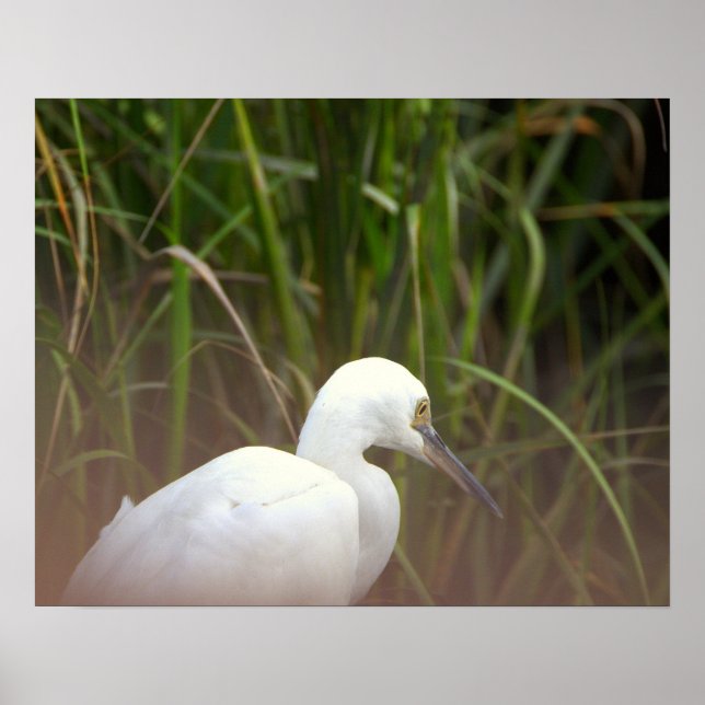 Egret Bird Poster (Front)