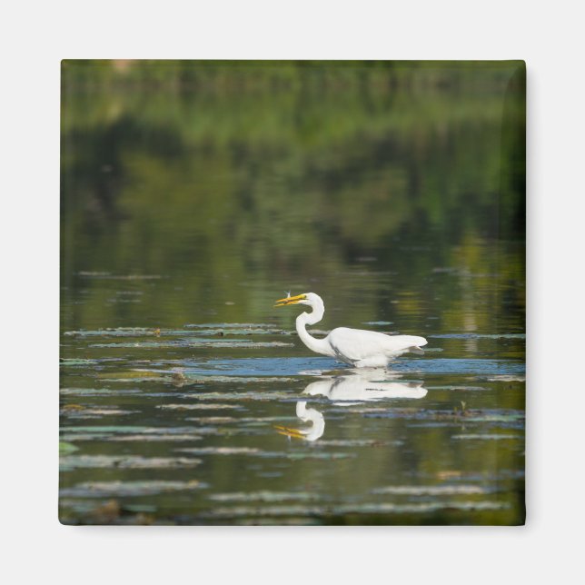 Egret Fish Feast Magnet (Front)