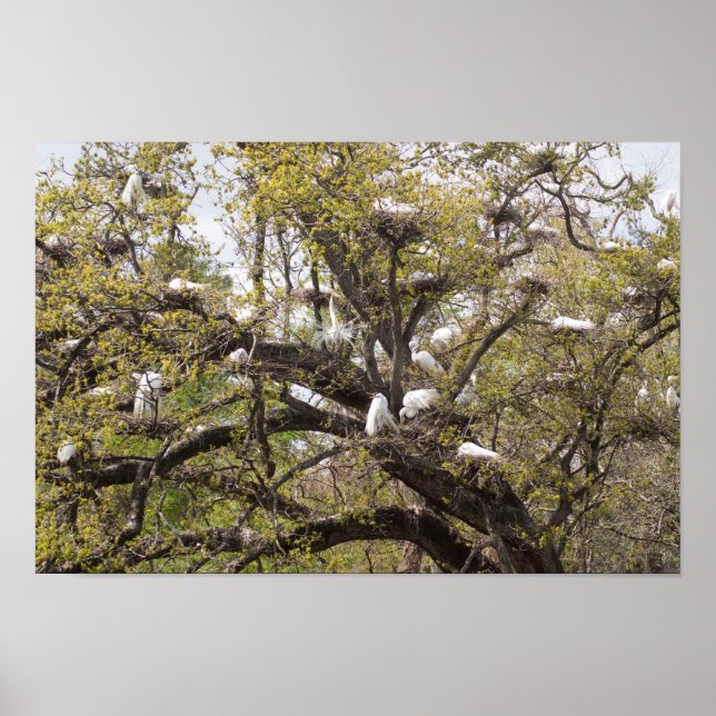 egret group poster (Front)