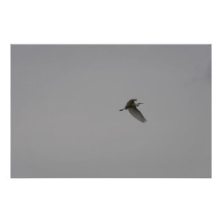 Egret In Flight Photo Print
