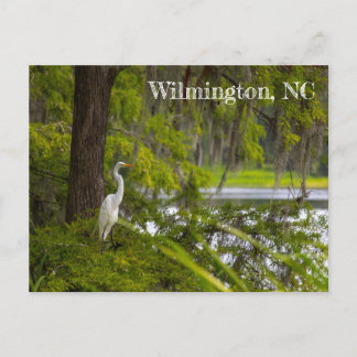 Egret in Wilmington, NC Postcard