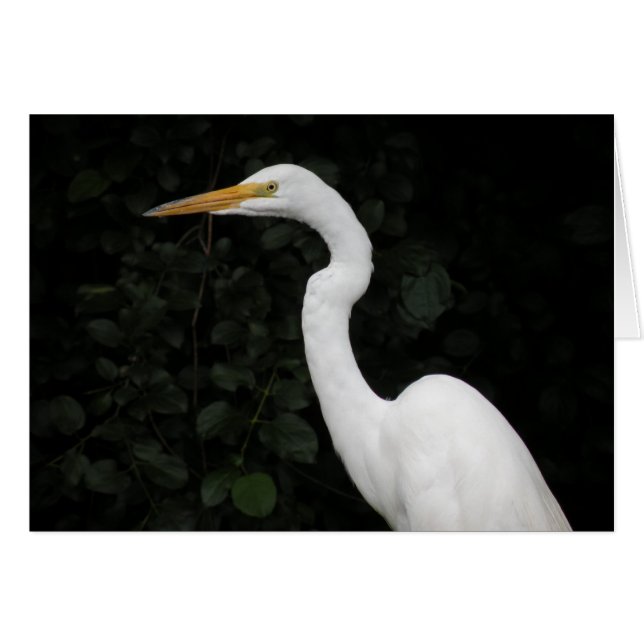 Egret note card (Front Horizontal)