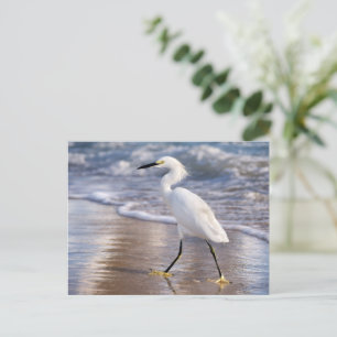 Egret on shoreline Photo Print Postcard