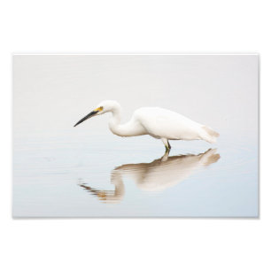 Egret on still pond photo print