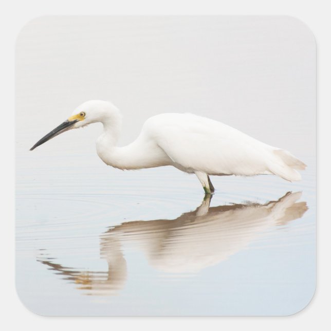 Egret on still pond square sticker (Front)