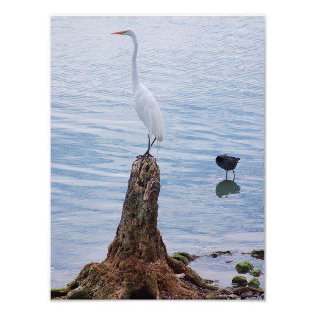 Egret Perch Photo Print (Front)