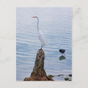 Egret Perch Postcard
