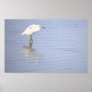 Egret Photo Poster