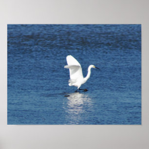 Egret Photo Poster