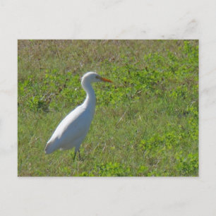 Egret Postcard