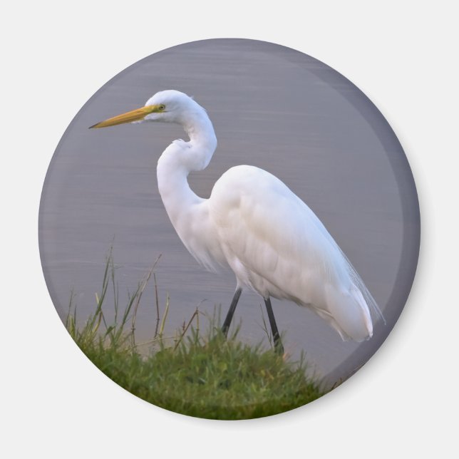 Egret Strolling in the Sunlight Magnet (Front)