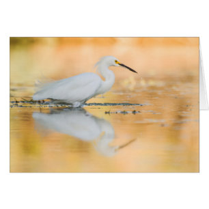 Egret when the sun is setting