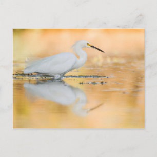 Egret when the sun is setting postcard