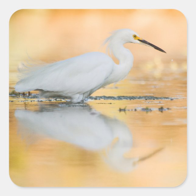 Egret when the sun is setting square sticker (Front)