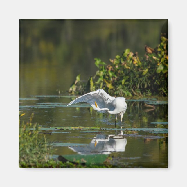 Egret Wing Exam Magnet (Front)