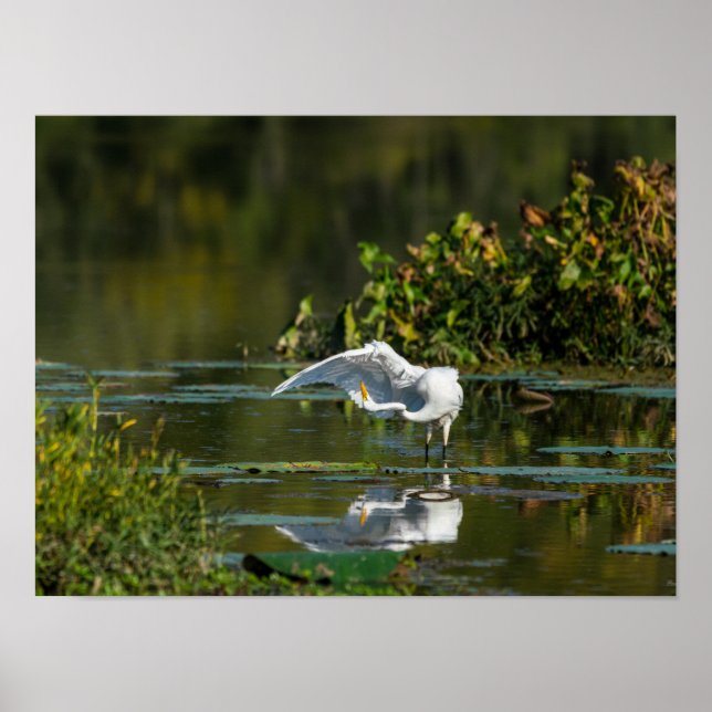 Egret Wing Exam Poster (Front)