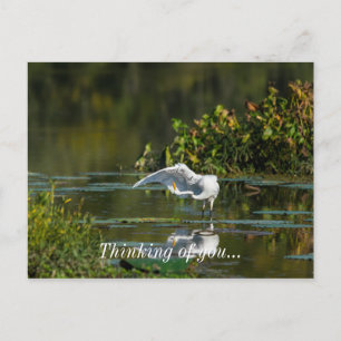Egret Wing Exam Thinking Of You Postcard