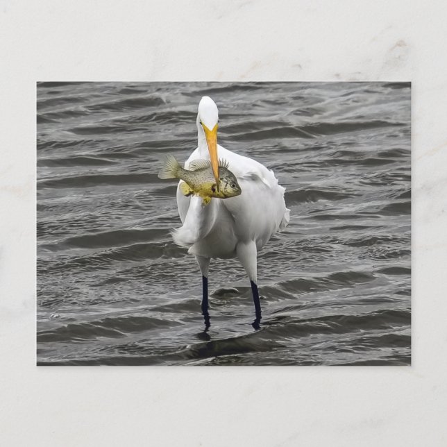 Egret With Lunch Postcard (Front)