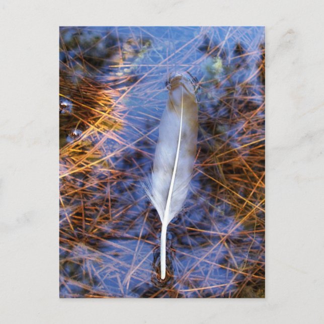 Egret's feather postcard (Front)