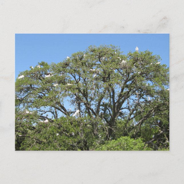 Egrets in a Tree Postcard (Front)