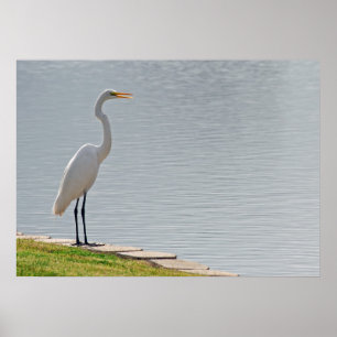 "Egret's View" Poster