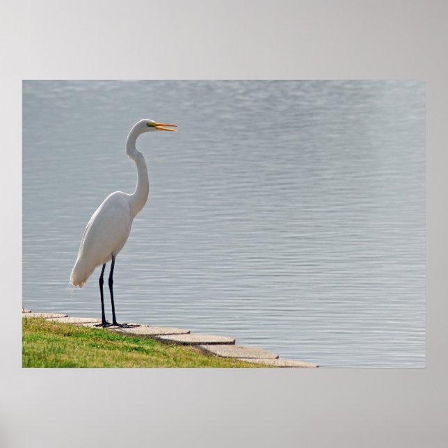 "Egret's View" Poster (Front)