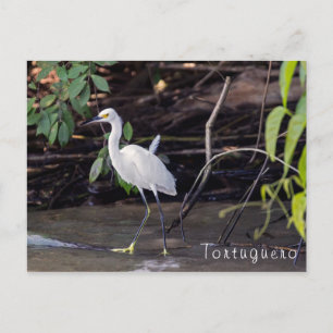 Egretta thula in Tortuguero - Costa Rica Postcard
