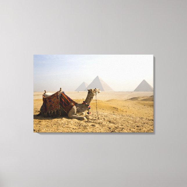 Egypt, Cairo. A lone camel Canvas Print (Front)