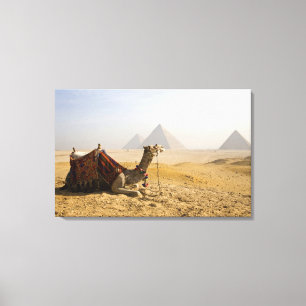 Egypt, Cairo. A lone camel Canvas Print