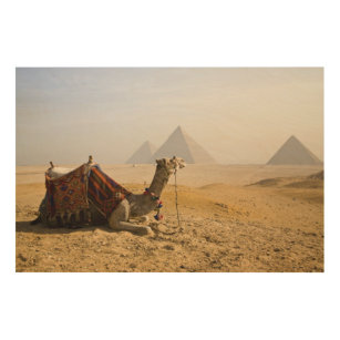 Egypt, Cairo. A lone camel gazes across the Wood Wall Art