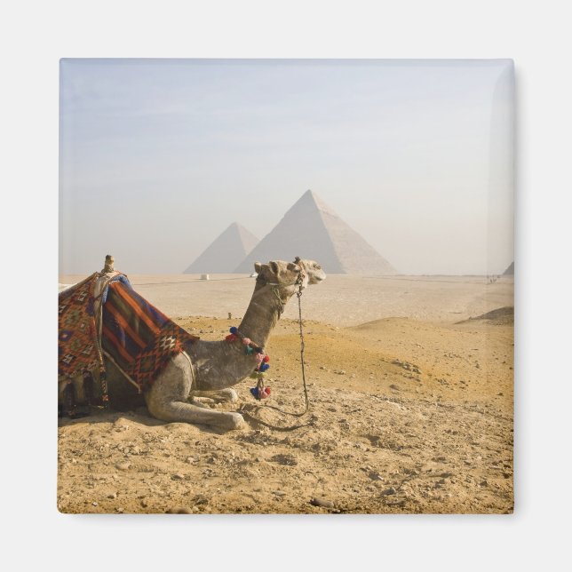 Egypt, Cairo. A lone camel Magnet (Front)
