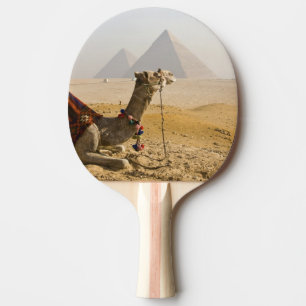 Egypt, Cairo. A lone camel Ping Pong Paddle