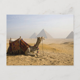 Egypt, Cairo. A lone camel Postcard
