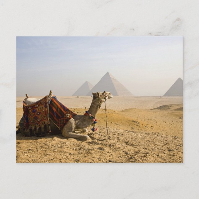 Egypt, Cairo. A lone camel Postcard (Front)