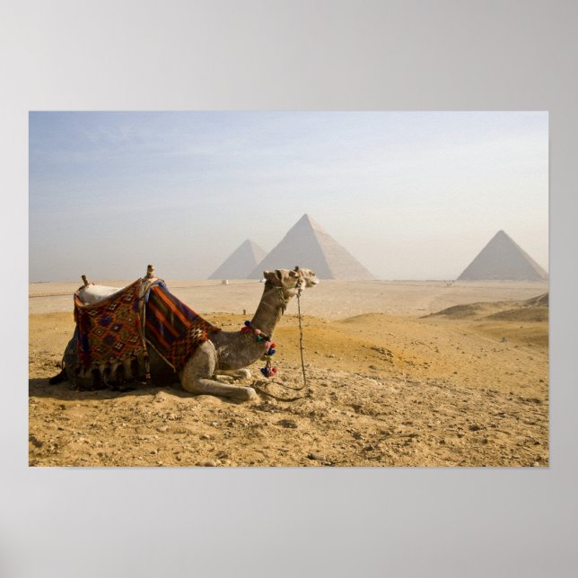 Egypt, Cairo. A lone camel Poster (Front)
