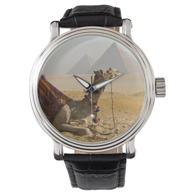 Egypt, Cairo. A lone camel Watch (Front)