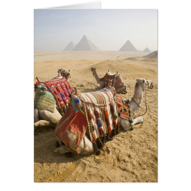 Egypt, Cairo. Resting camels (Front)