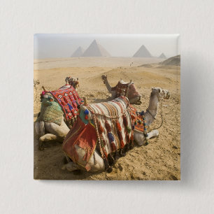 Egypt, Cairo. Resting camels 15 Cm Square Badge