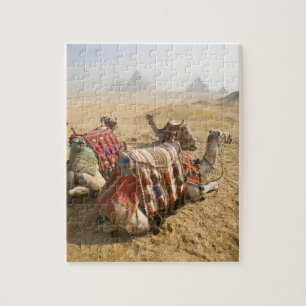 Egypt, Cairo. Resting camels Jigsaw Puzzle