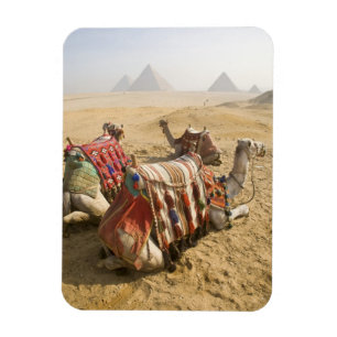Egypt, Cairo. Resting camels Magnet
