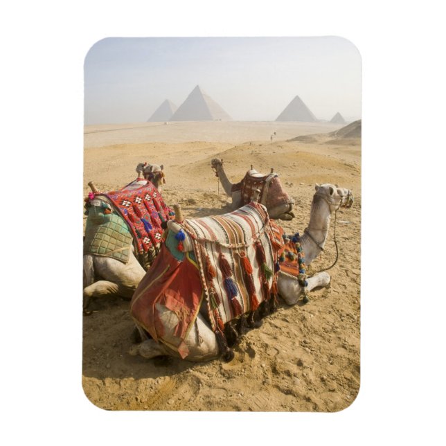 Egypt, Cairo. Resting camels Magnet (Vertical)